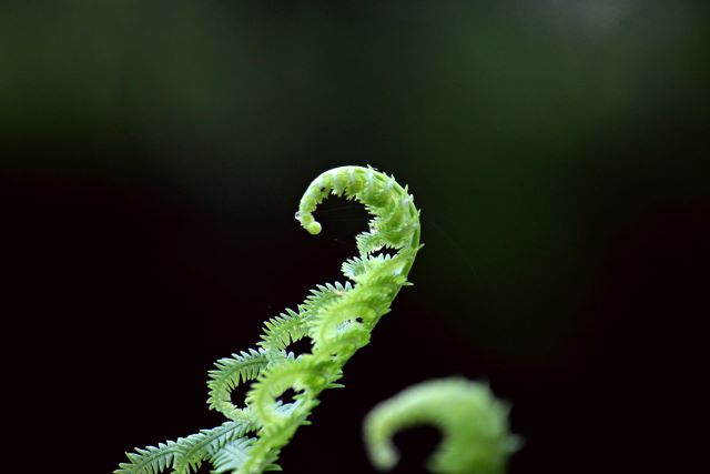 Fern frond unfurling