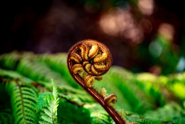 photo of a fern frond unfolding