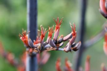 Harakeke flowers