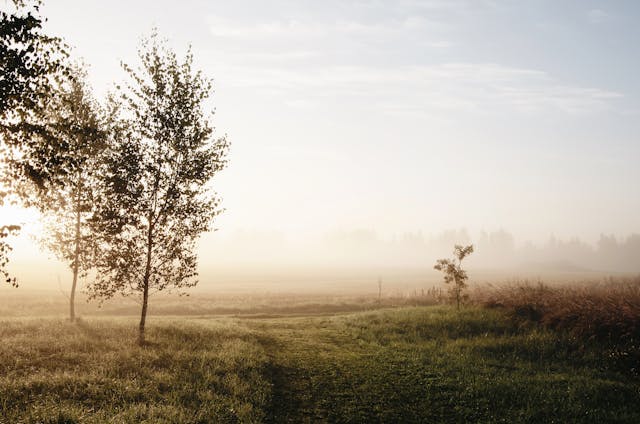 photo of sunrise in the meadow