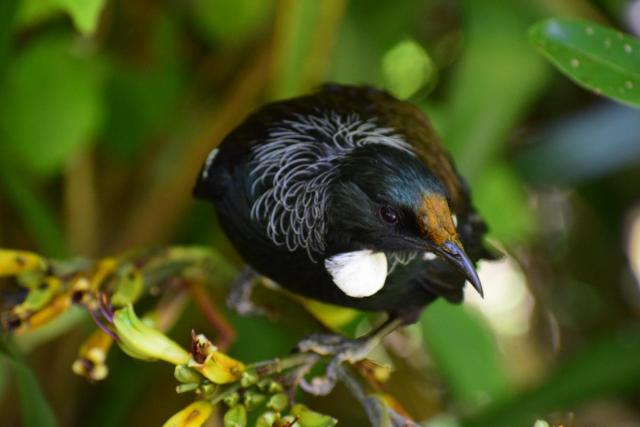 Tui