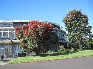 Pōhutukawa