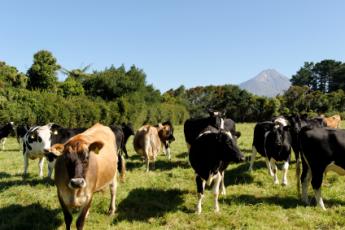 taranaki-scene